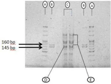 Figura 6 - Biblioteca de pequenos RNAs a partir de RNA total, onde A indica: High Resolution Ladder,  B:Custom RNA Ladder, C: Pool de Amostras, D: microRNAs, E: Outros pequenos RNAs no  codificantes 