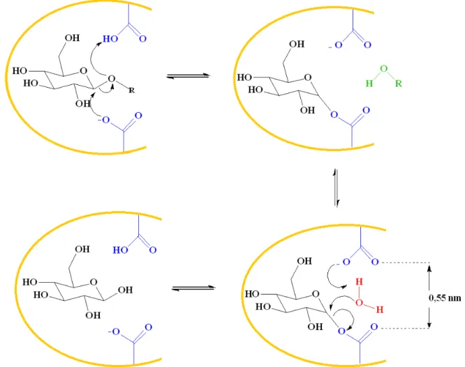FIGURA 18 –Representação do mecanismo da hidrólise da ligação glicosídica com a retenção de configuração  do carbono anomérico 