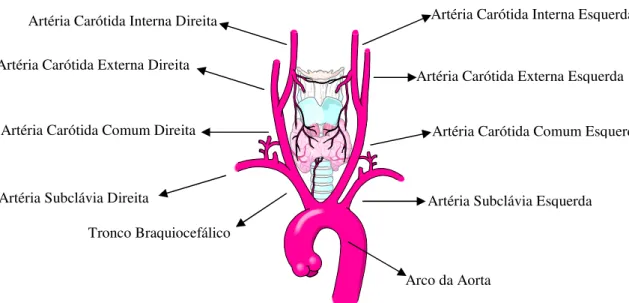 Figura 2.1 – Arco da aorta e suas ramificações (SmartDraw ® . 2007) 