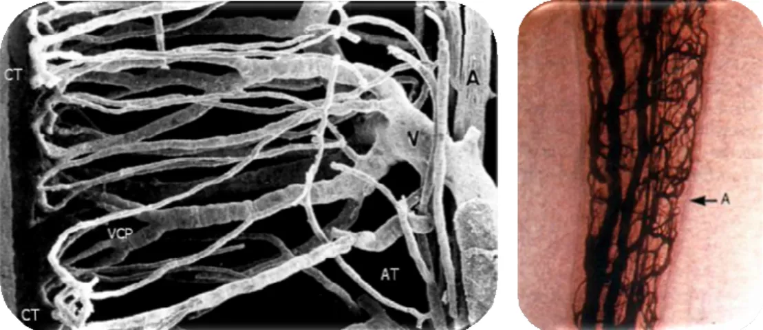 Figura 2.2 – Plexo vascular pulpar (Kim. 1985) 