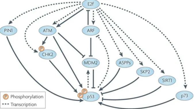 Figura 2.1 – Regulação de E2F e p53 