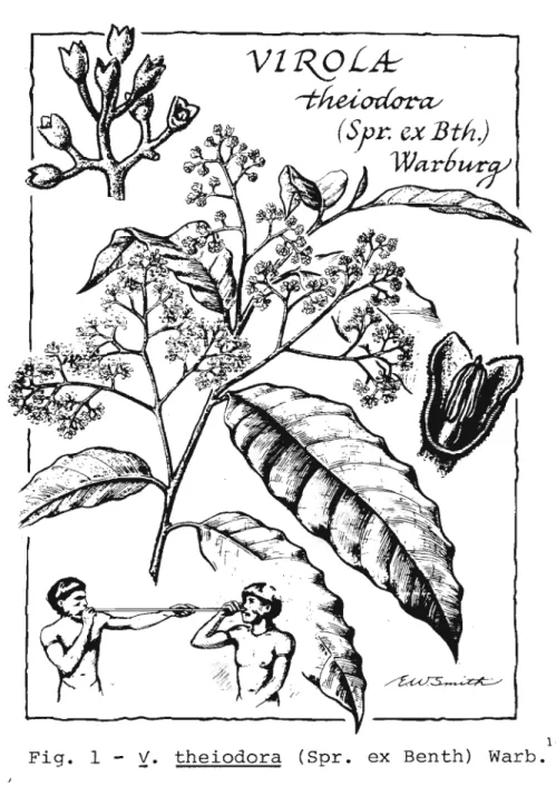 Fig. 1 - y. theiodora (Spr. ex Benth) Warb. 14