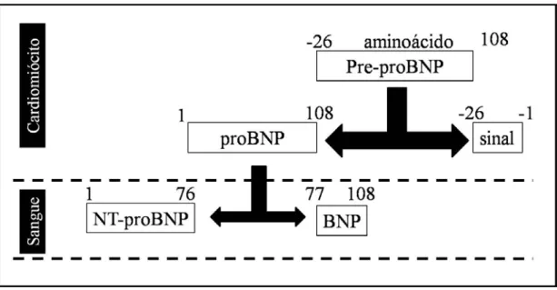 Figura 3. Síntese do BNP e NT-proBNP  