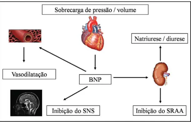 Figura 4. Efeitos sistêmicos do BNP 