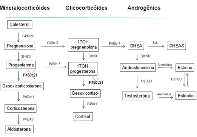 Figura  1. Esteroidogênese no córtex da adrenal. A deficiência da atividade da 21-hidroxilase  (P450c21) compromete a síntese de cortisol e/ou aldosterona, ocorre aumento dos precursores do  cortisol que são desviados para a produção de testosterona