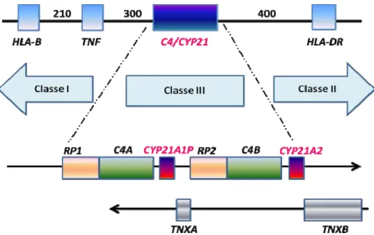 Figura 4. Localização dos genes CYP21,  dentro do locus dos genes do complexo principal de  histocompatibilidade humana, no cromossomo 6 (6p21.3)