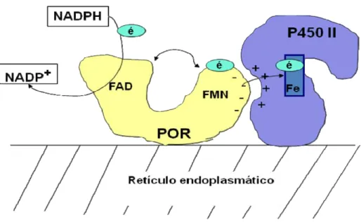 Figura 7. Representação esquemática da relação do POR com os citocromos P450 tipo II. Elétrons  do NADPH reduzido passam para o domínio FAD, o POR muda sua estrutura conformacional e  transfere os elétrons para o domínio FMN