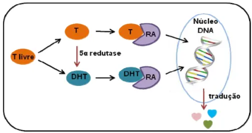 Figura 8. Mecanismo de ação dos andrógenos. A testosterona (T) e a dihidrotestosterona (DHT),  após a catálise pela enzima 5 α -redutase tipos 1 e 2, ligam-se ao receptor androgênico (RA) para  transativar genes alvos no núcleo celular
