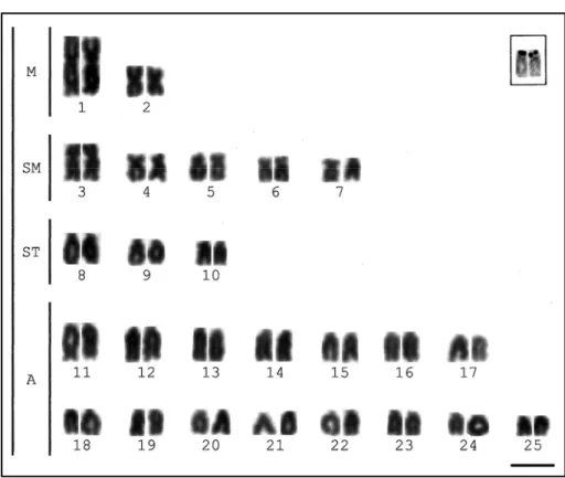Figura  .  – Cariótipo de  A. ribeirae corado em Giemsa. No detalhe,  cromossomos portadores das Ag‐RONs. Barra= µm. 