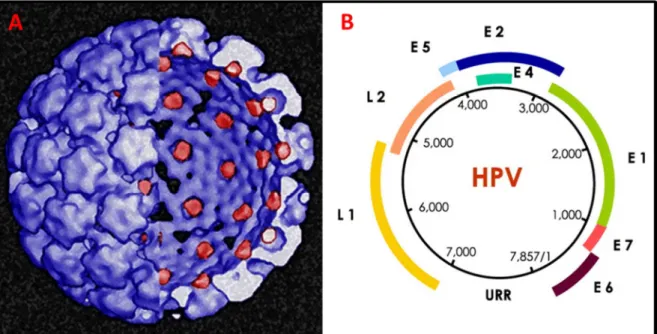 Figura 3 - Representação esquemática do HPV e de seu genoma.  