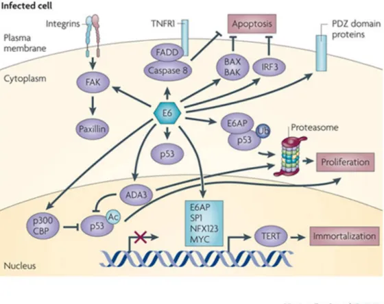 Figura 5 - Proteínas celulares e vias de sinalização que podem ser afetadas pela oncoproteína  E6 de HPVs de alto risco  