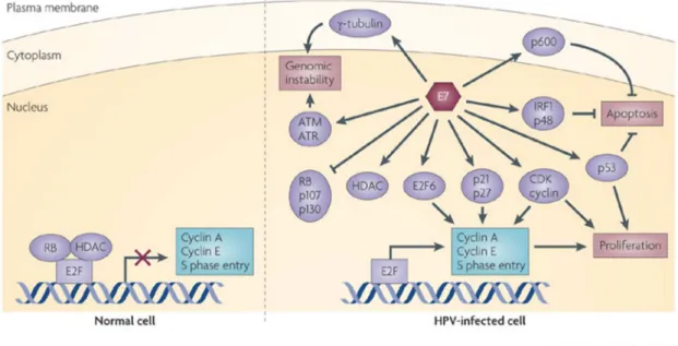 Figura 6 - Efeitos da oncoproteína E7 de HPV em diferentes processos celulares. 