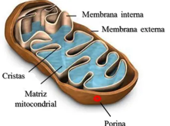 Figura 7 - Esquema representativo da mitocôndria e suas principais estruturas.