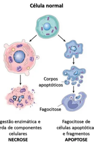 Figura 8 - Características morfológicas entre a apoptose e necrose 