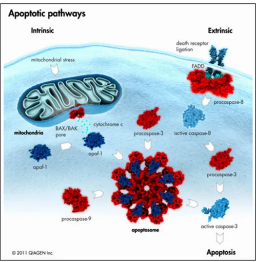 Figura 9 - Vias Apoptóticas. A apoptose pode ocorrer através de 2 vias diferentes. 