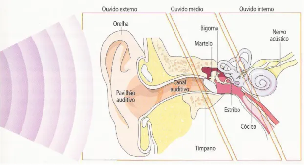 Ilustração 1-  Exemplo da anatomia do ouvido. Fonte:  www.portalsaofrancisco.com.br