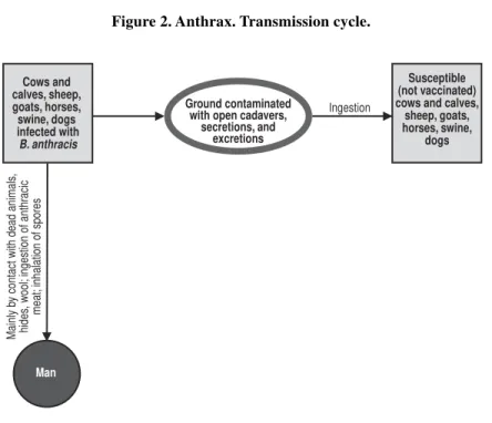 Figure 2. Anthrax. Transmission cycle.