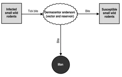 Figure 5. Rocky Mountain spotted fever. Transmission cycle in the US.