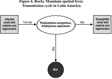 Figure 6. Rocky Mountain spotted fever.  