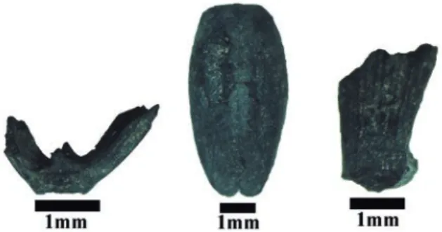 Fig. 6.  Triticum spelta from pit XVIII.1, Area 2, Crastoeiro (Mon- (Mon-dim de Basto): Spikelet base (left), grain (center), half spikelet base  (right).