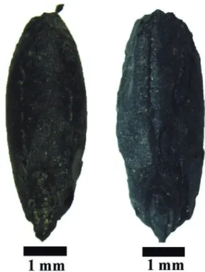 Fig. 8.  Dated grains of Secale cereale (rye).