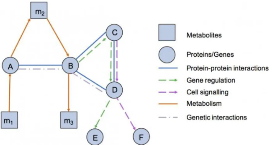 Figure 2.3- Types of cellular components and interactions that can be represented by networks