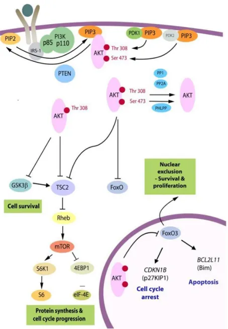 Figure  1.3-  PI3K/Akt/mTOR  signalling  pathway.  PI3K/Akt/mTOR  pathway  is  essential  for  normal  cell  function  and  survival and its dysregulation is often seen in cancer