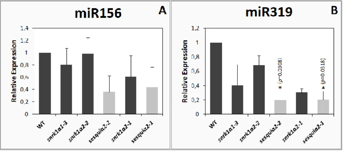 Figure 1. Relative abundance of miR156 (A) and  miR319 (B) in leaves of wild type and SnRK1  loss-of-function mutants