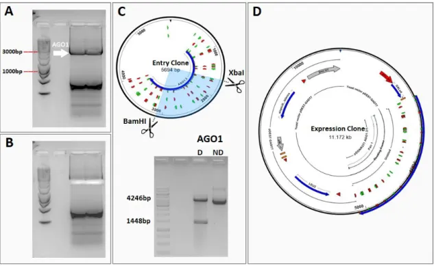 Figure 2.1. AtAGO1 amplification and plasmid construction. A) AGO1 was amplified from the plasmid pHBT95- pHBT95-AGO1 with specific primers and B) the PCR product was extracted from the  agarose gel to be  recombined into the  pDONR221 vector