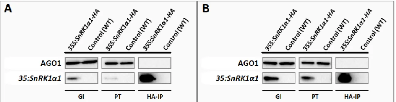 Figure 2.3. AGO1 does not co-immunoprecipitate with SnRK1α1 in mature Arabidopsis rosettes