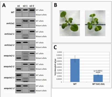 Figure  2.10.  Strategy  steps  to  assess  the  functional  interaction  between  SnRK1 and AGO1