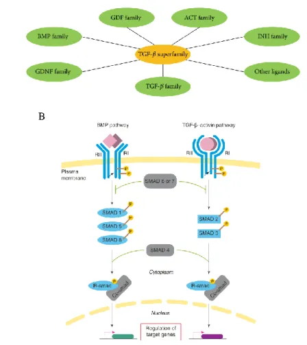 Figure 1.6: The Tgfβ member superfamily and the canonical, Smad-dependent Tgfβ/Bmp signalling pathway
