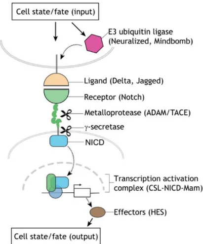 Figure 1.7: Overview of the Notch signalling pathway. 