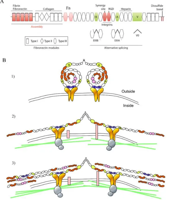 Figure 1.10: Fibronectin structure and assembly. 