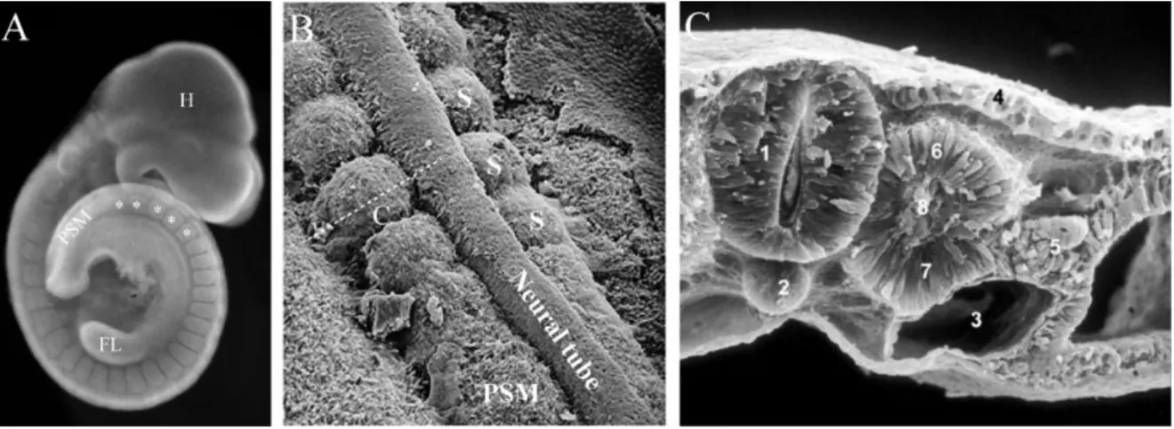 Figure 1.12: Somitogenesis. 
