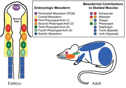 Figure 1.14: Embryonic origins of the adult skeletal musculature. 