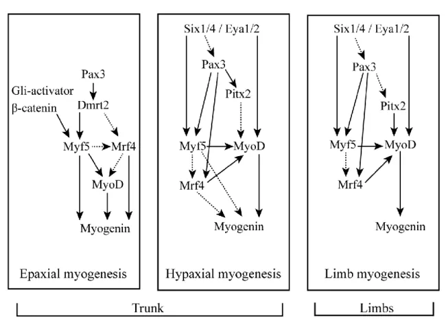 Figure 1.18: Transcriptional networks regulating myogenesis in the different regions of the myotome (trunk) and in the  limb