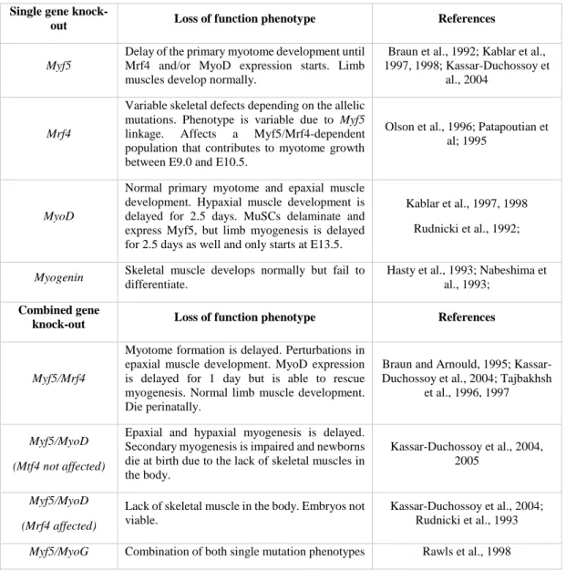 Table 1.1: Phenotypes of loss of function (knock-outs) of MRFs. 