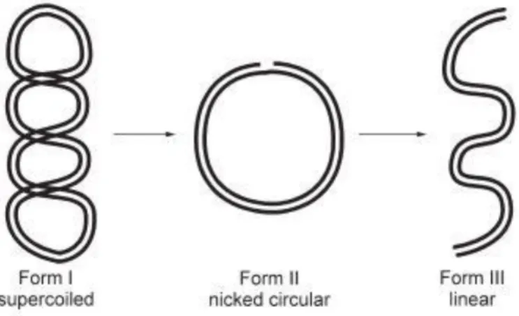 Figure 2. Three forms of plasmid DNA- supercoiled (Form I), nicked (Form II) circular  and linear(Form III) 3