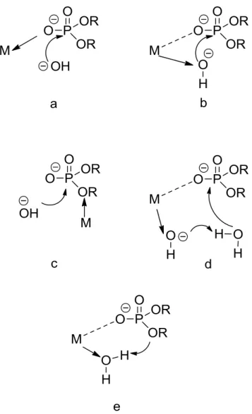 Figure 4. Different proposed activation modes for hydrolysis of phospodiester bonds: 
