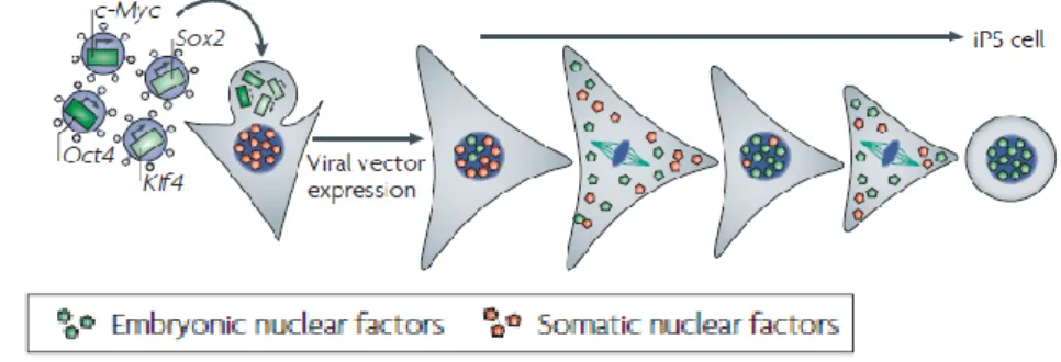 Fig. 1. Reprogramming with defined factors requires gradual replacement of ectopicly expressed factor with  the  endogenous  circuitry  of  pluripotency