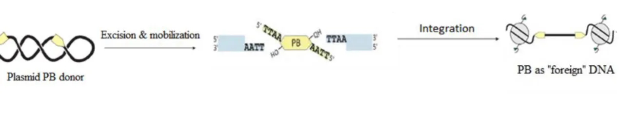 Fig. 2. Model of PB cut and paste mobilization from a plasmid. PB transposase recognizes and integrates  into TTAA sequences with preference for euchromatin regions