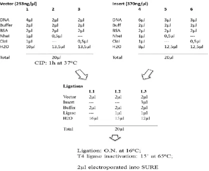 Fig. 3. Experimental setup of ENEAS cloning procedure. First both plasmids were digested with NheI and  ClaI: 1 and 4- double digestion; 2-3 and 4-6 -single digestion controls (On the top)