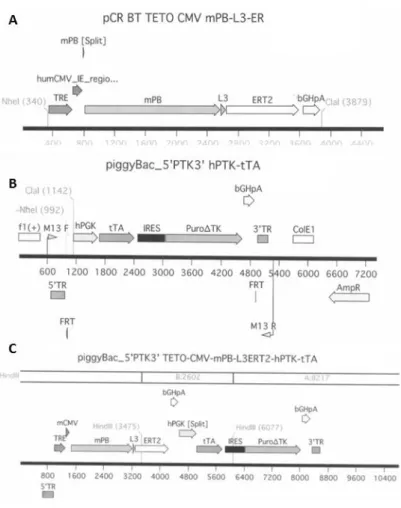 Fig. 5. Schematic representation of the genetic constructs used to clone ENEAS (A and B) and ENEAS (C)