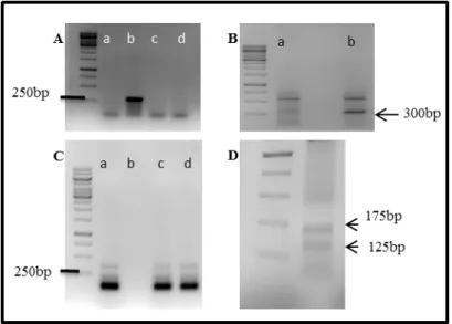 Fig. 7.Panel showing the transcriptional analysis of ENEAS in 293T HEK cells through amplification of na  ERT sequence (Aand B) in order to check repression by DOX, and  amplification of a tTA  to  confirm  constitutive  expression  of  the  transactivatio