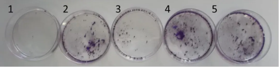 Fig. 9. Crystal  violet coloration of colonies obtained after the selection with puromycin (puro) of the 72h  expression  window