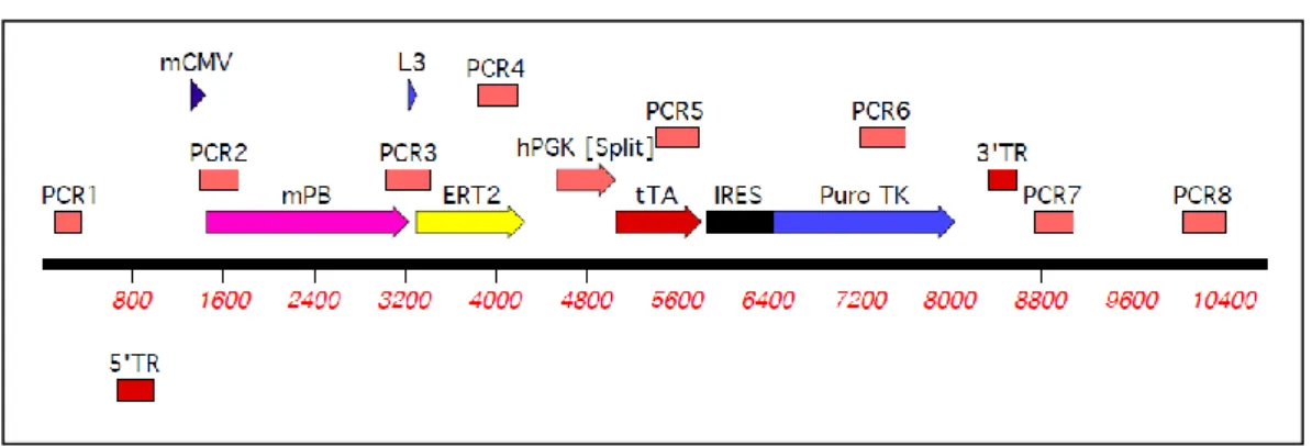 Fig. 11. Schematic representation of Eneas  with the amplification region of each of the diagnostic primer  pairs (PCR1 to PCR8)  