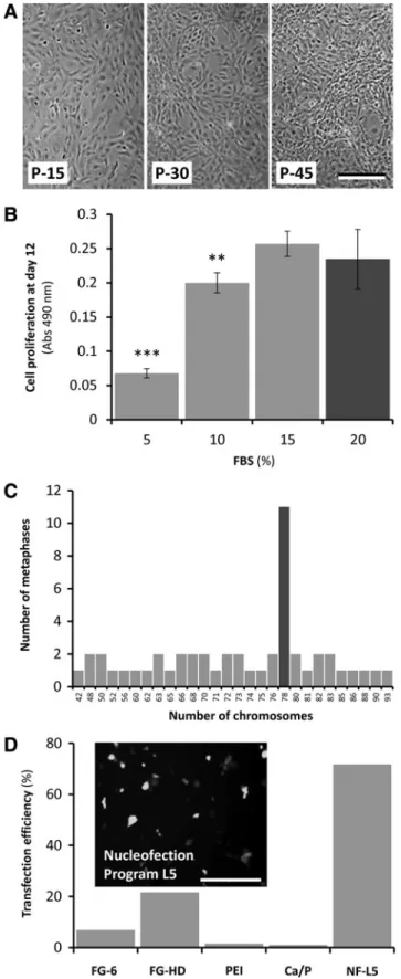 FIG. 1. Characterization of ZFB1 cells. (A) Phase-contrast micrographs of confluent cultures of zebrafish ZFB1 cells at passages (P) 15, 30, and 45
