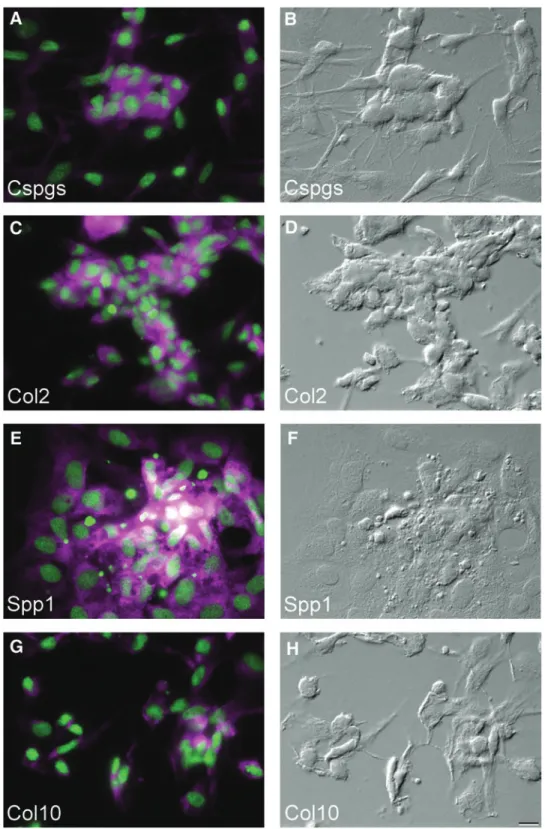 FIG. 3. Osteochondroblastic differentiation of ZFB1 cells and detection of  lineage-specific markers by  immuno-cytochemistry
