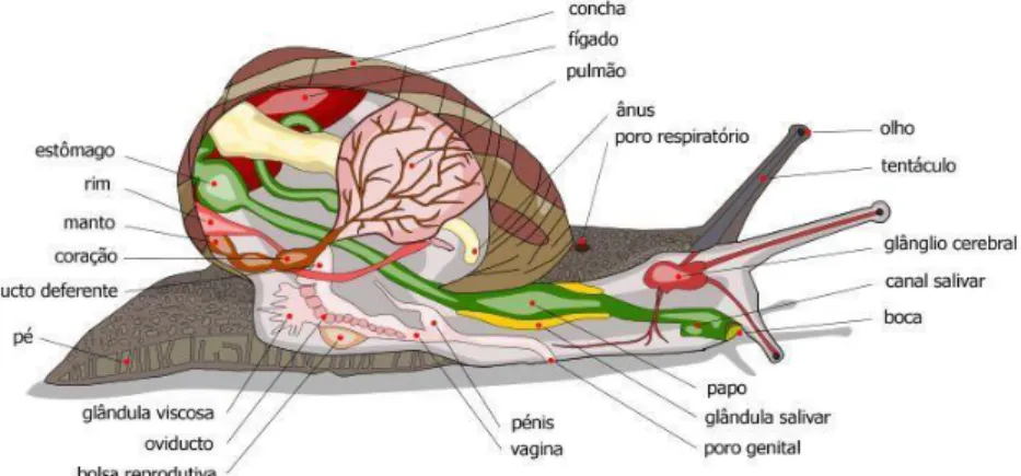 Figura 1 – Anatomia interna do caracol 